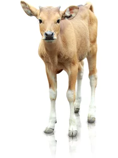 Teľa Teľa